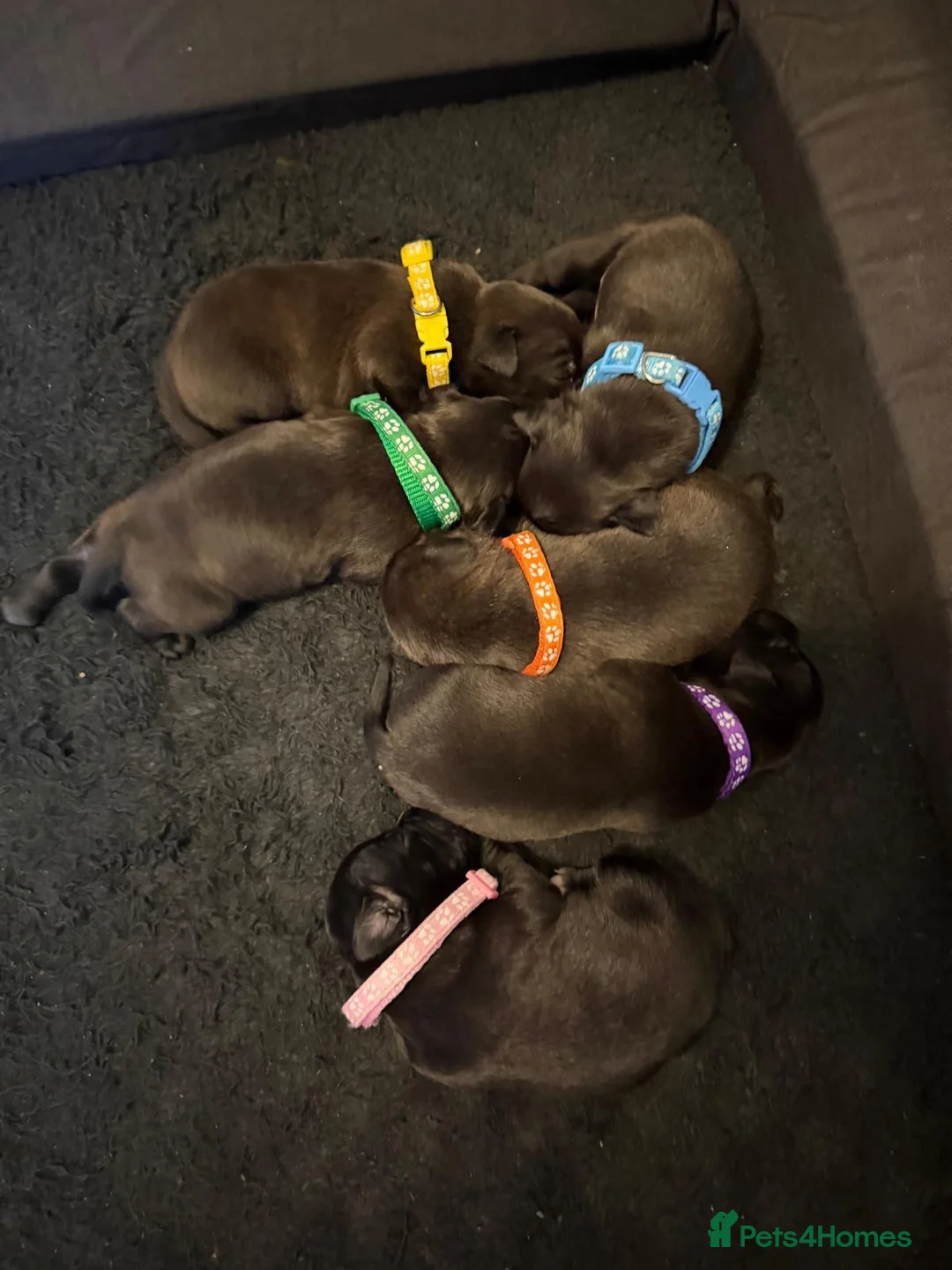 Staffordshire Bull Terrier dogs for sale: Blue and black brindle for sale  - Advert 3