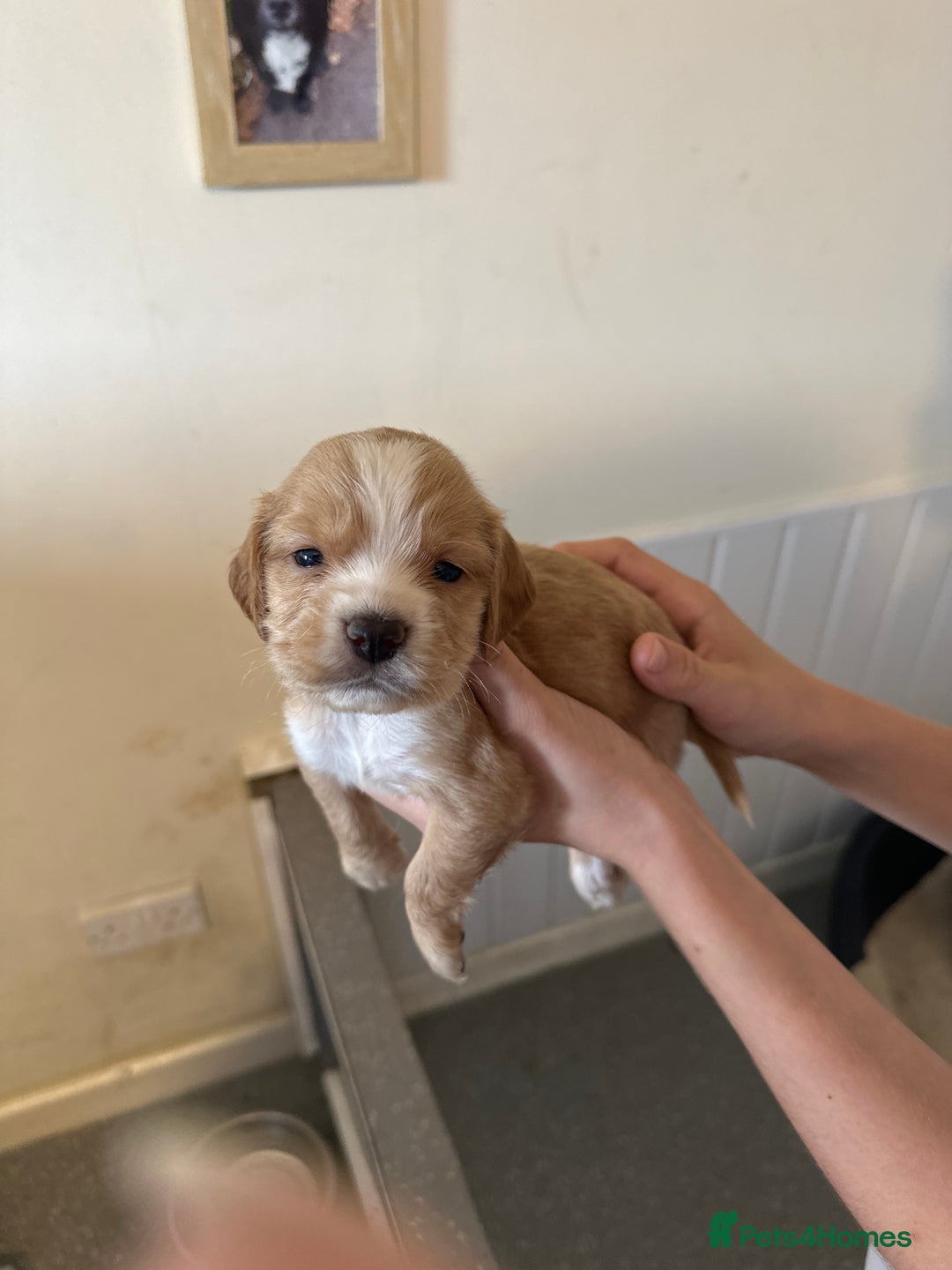 Cocker Spaniel dogs for sale: Kc cocker spaniels  - Image 20