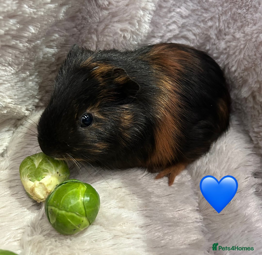 Guinea Pig rodents for sale: GORGEOUS BABY GUINEA PIGS - Advert 16