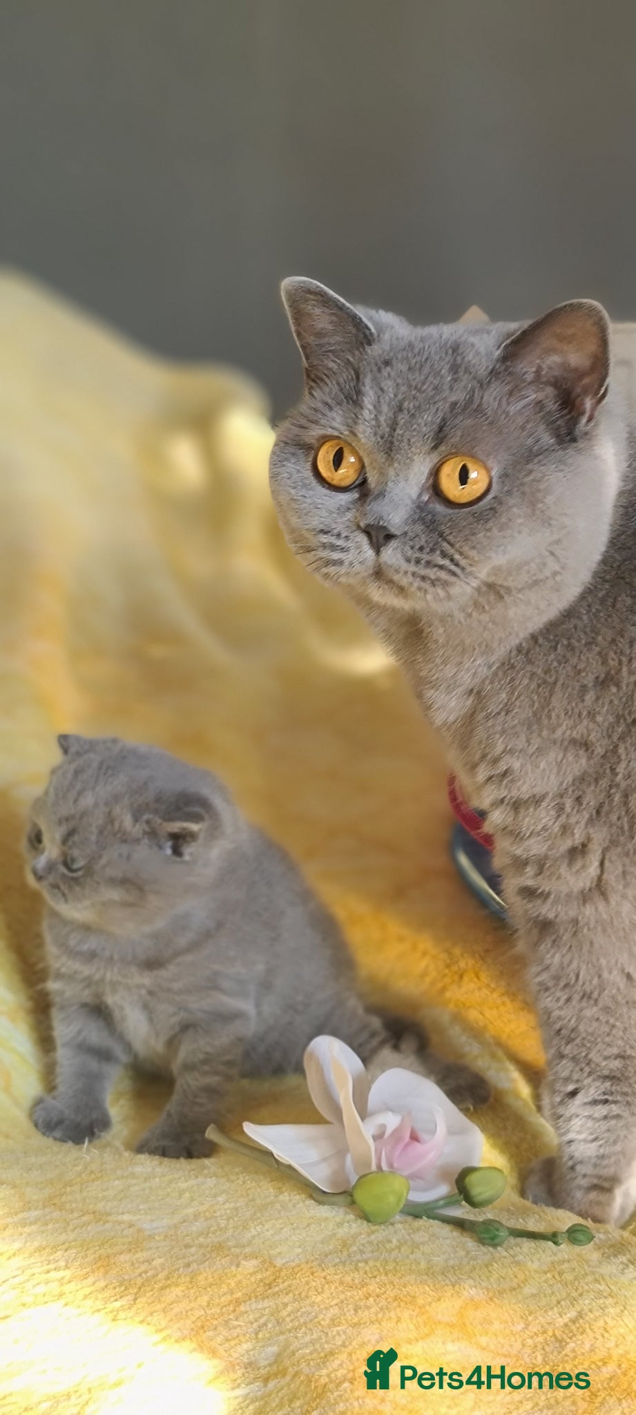 British Shorthair cats GCCF reg.Full vaccination British shorthair girl  - Advert 1