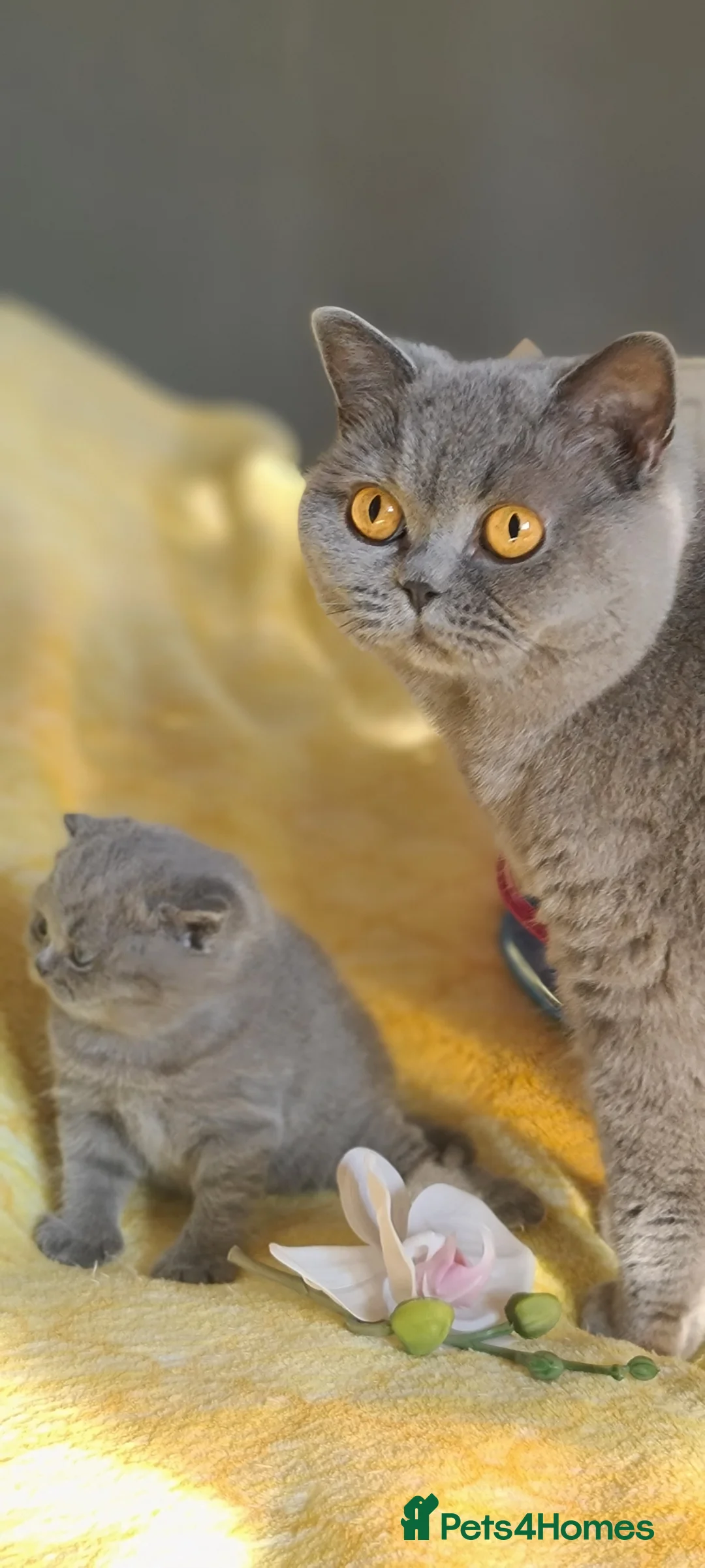 British Shorthair cats for sale: GCCF reg.Full vaccination British shorthair girl  - Advert 1