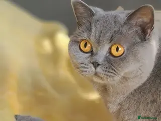 British Shorthair cats for sale: Girl🌺GCCF reg.Full vaccination - Advert 1