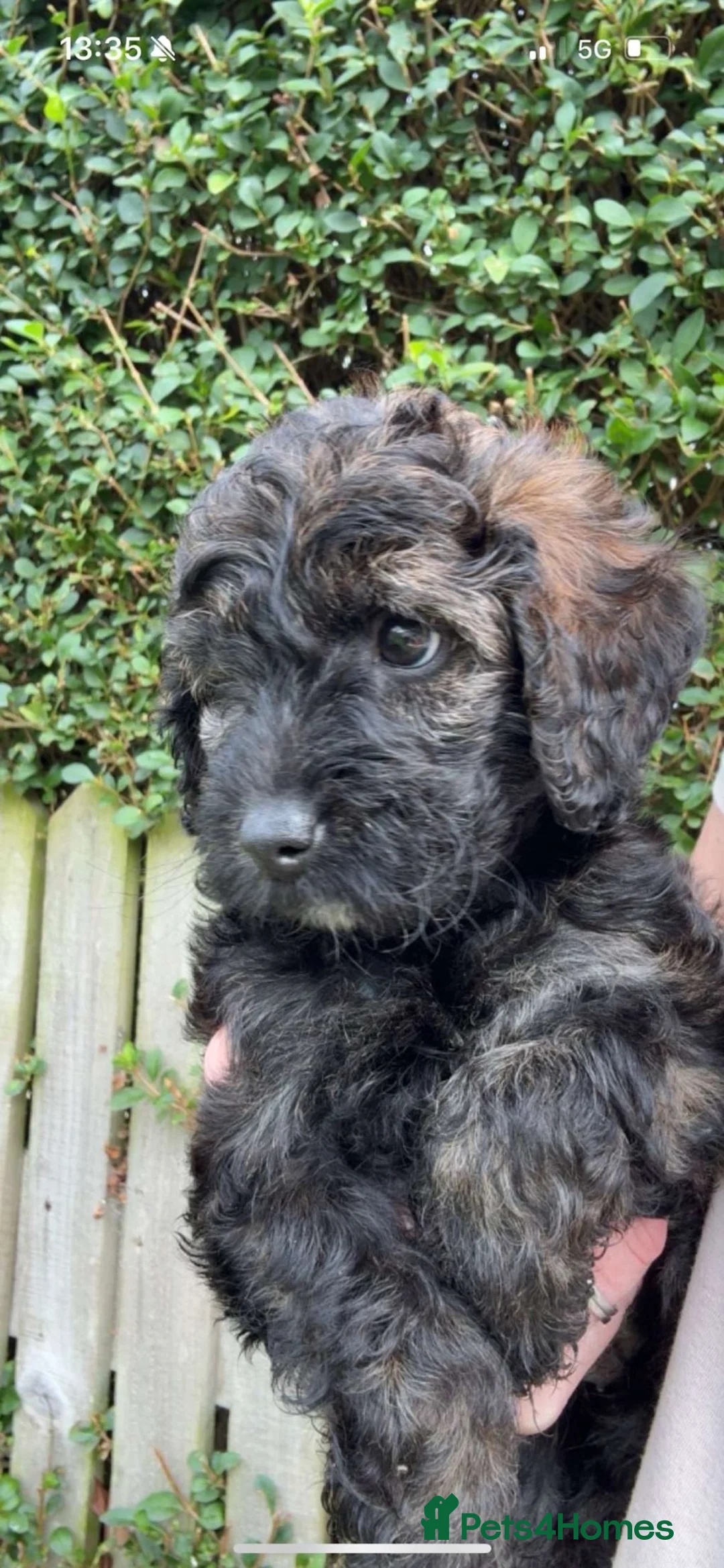 Cockapoo dogs for sale: Cockapoo puppies  - Advert 2