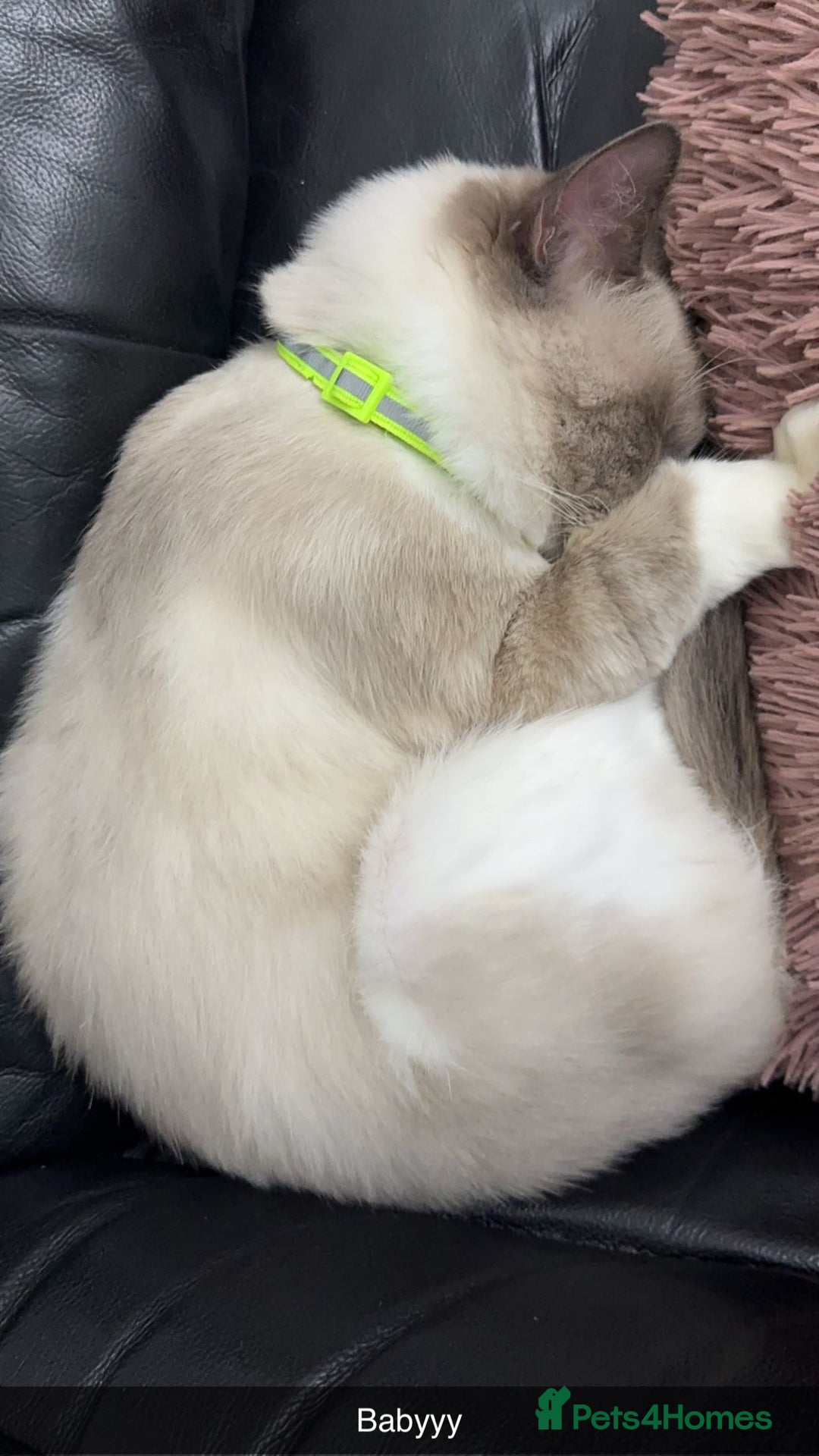 Ragdoll cats for sale: 1 year old Ragdoll boy  - Image 4