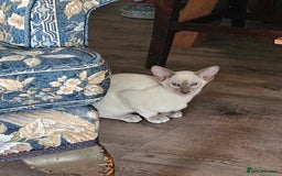 Siamese cats for sale: New lap needed for two GCCF male siamese kittens - Image 9