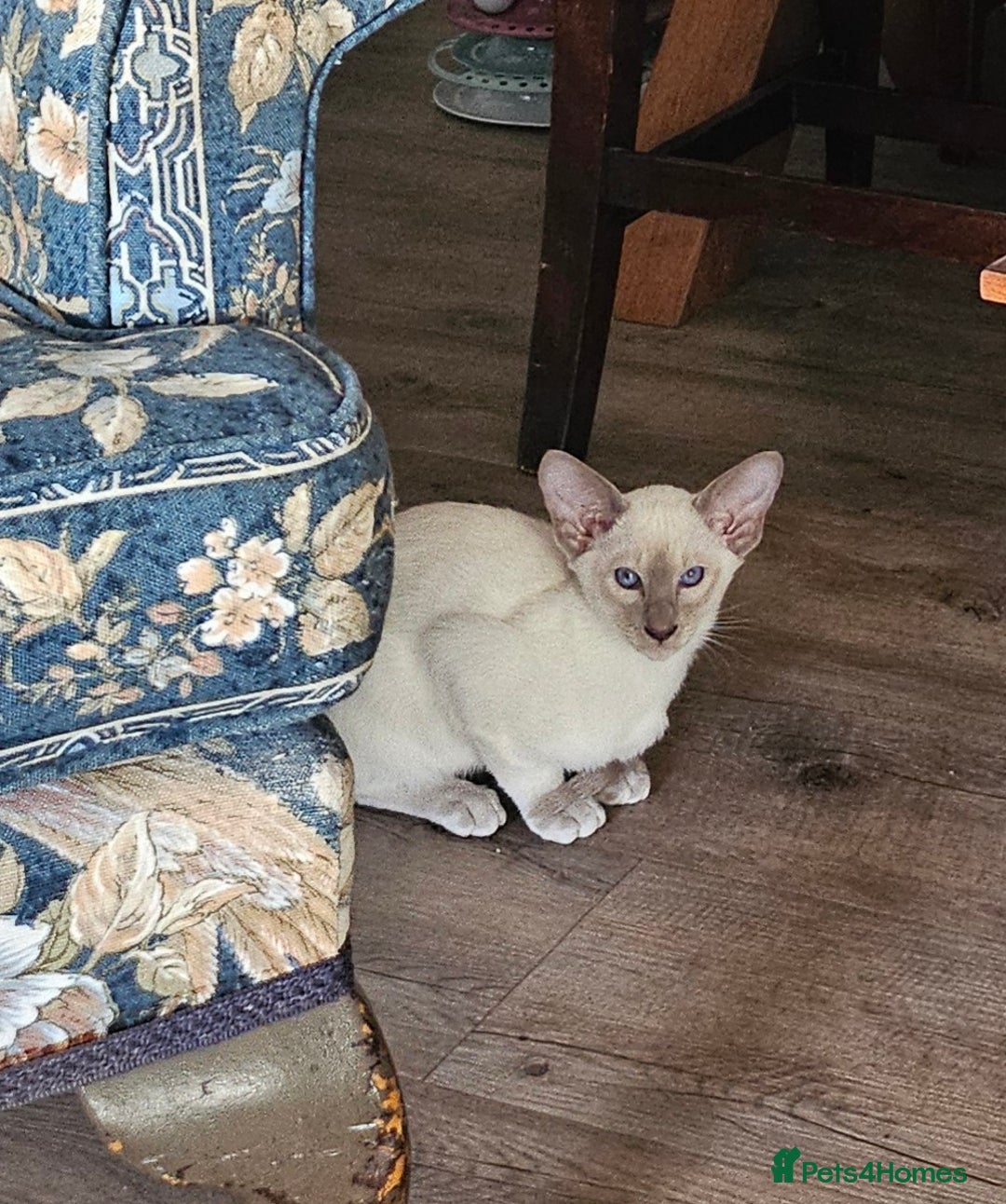 Siamese cats for sale: New lap needed for two GCCF male siamese kittens - Image 9