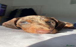 Miniature Dachshund dogs for stud: Chocolate Dapple for Stud - Image 2
