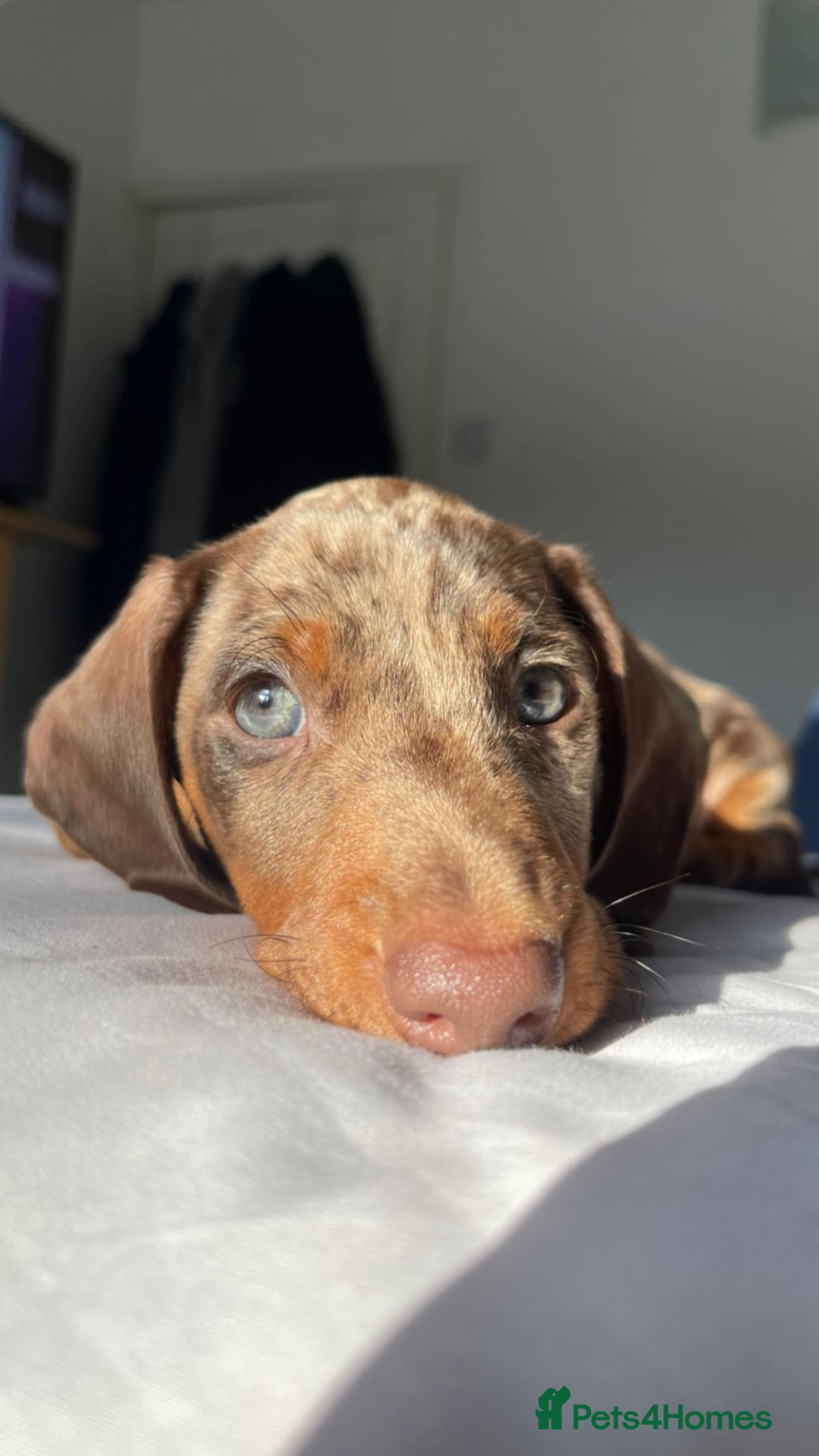 Miniature Dachshund dogs for stud: Chocolate Dapple for Stud - Image 2
