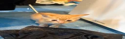 Mixed Breed cats for sale: Kittens  - Advert 4