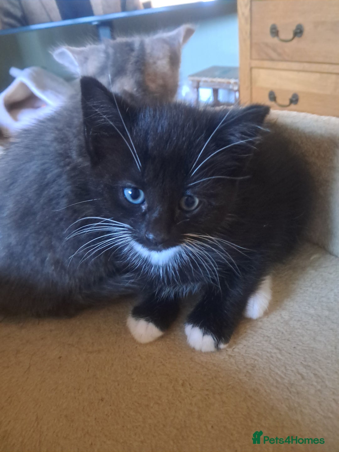 Mixed Breed cats for sale: 3 BEAUTIFUL KITTENS 😸 AVAILABLE  - Advert 5