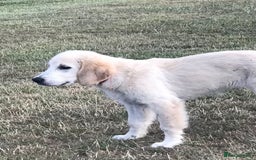 Golden Retriever dogs for sale: Fully vaccinated championline puppies- ready now in London - Image 17