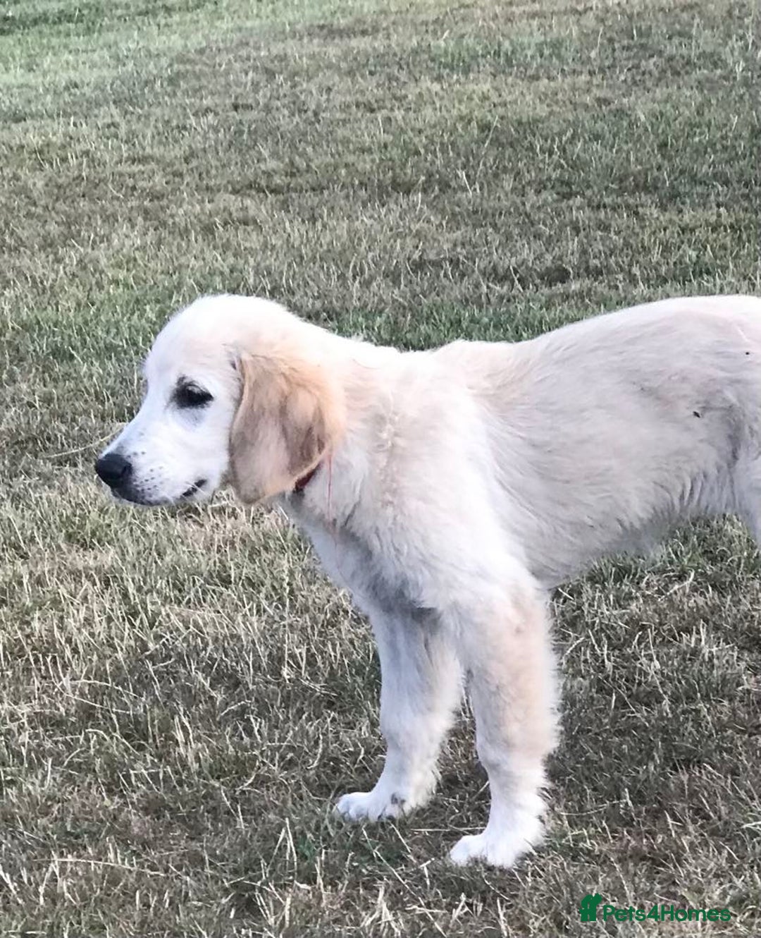 Golden Retriever dogs for sale: Fully vaccinated championline puppies- ready now in London - Image 17