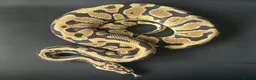 Python Snake reptiles for sale: Royal Python Male Spotnose, Fire, Het Clown - Advert 7