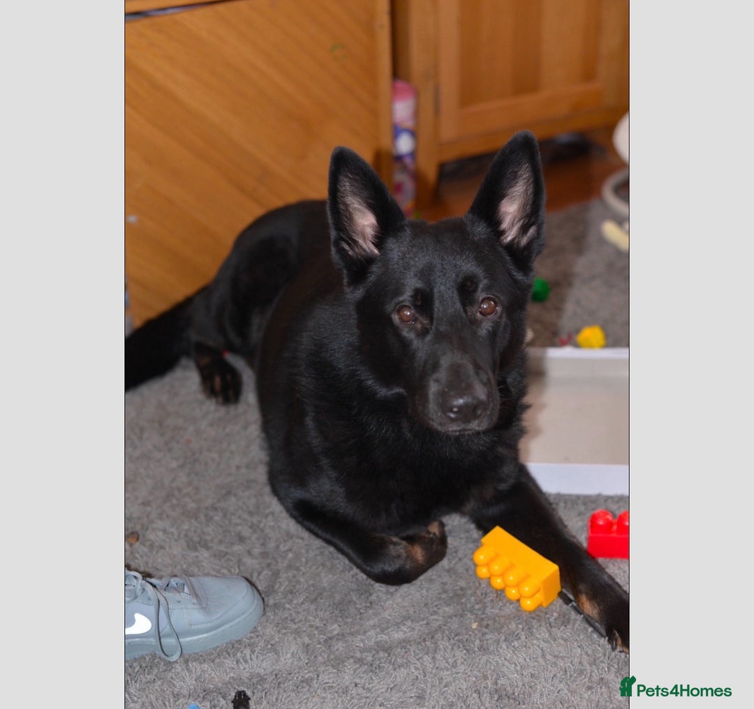 German Shepherd dogs for sale: Full black German shepherd puppies - Image 3