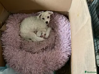 Bichon Frise dogs Bichon Firse in Enniskillen - Advert 2