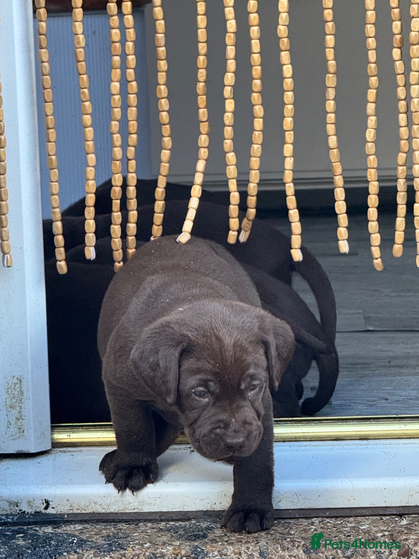 Labrador Retriever dogs Chunky chocolate Labrador puppies  - Advert 2