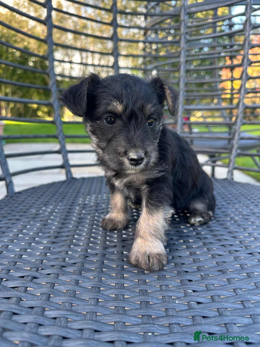 Mixed Breed dogs for sale: SNACKS - JACK RUSSELL x MINIATURE SCHNAUZER - Image 4