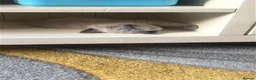 Mixed Breed cats for sale: Female kitten  - Advert 5