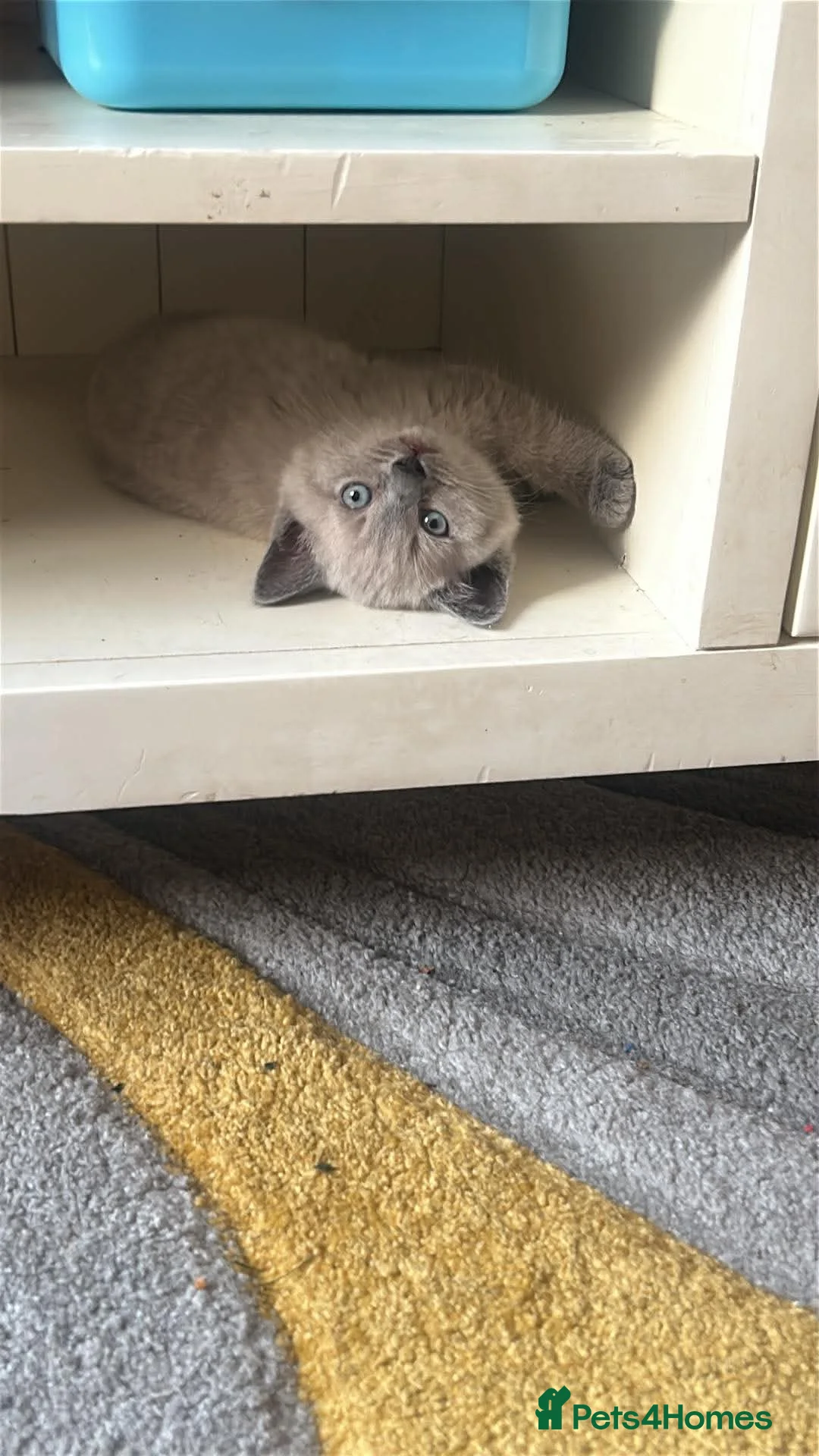 Mixed Breed cats for sale: Female kitten  - Advert 5