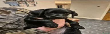 Labrador Retriever 3