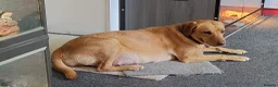 Labrador Retriever dogs for sale: Labrador puppies - Advert 8