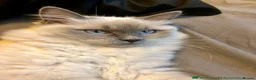 Ragdoll cats for sale: Beautiful 12 week old ragdoll kitten - Advert 2