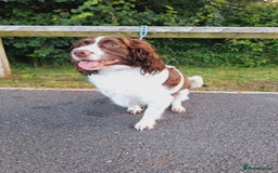 Sprocker dogs for sale: two year old sprocker looking for a loving home - Image 4