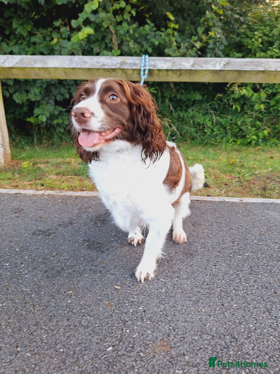 Sprocker dogs for sale: two year old sprocker looking for a loving home - Image 4