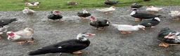 Ducks poultry for sale: Female & Male Muscovy Ducks & Ducklings - Advert 4