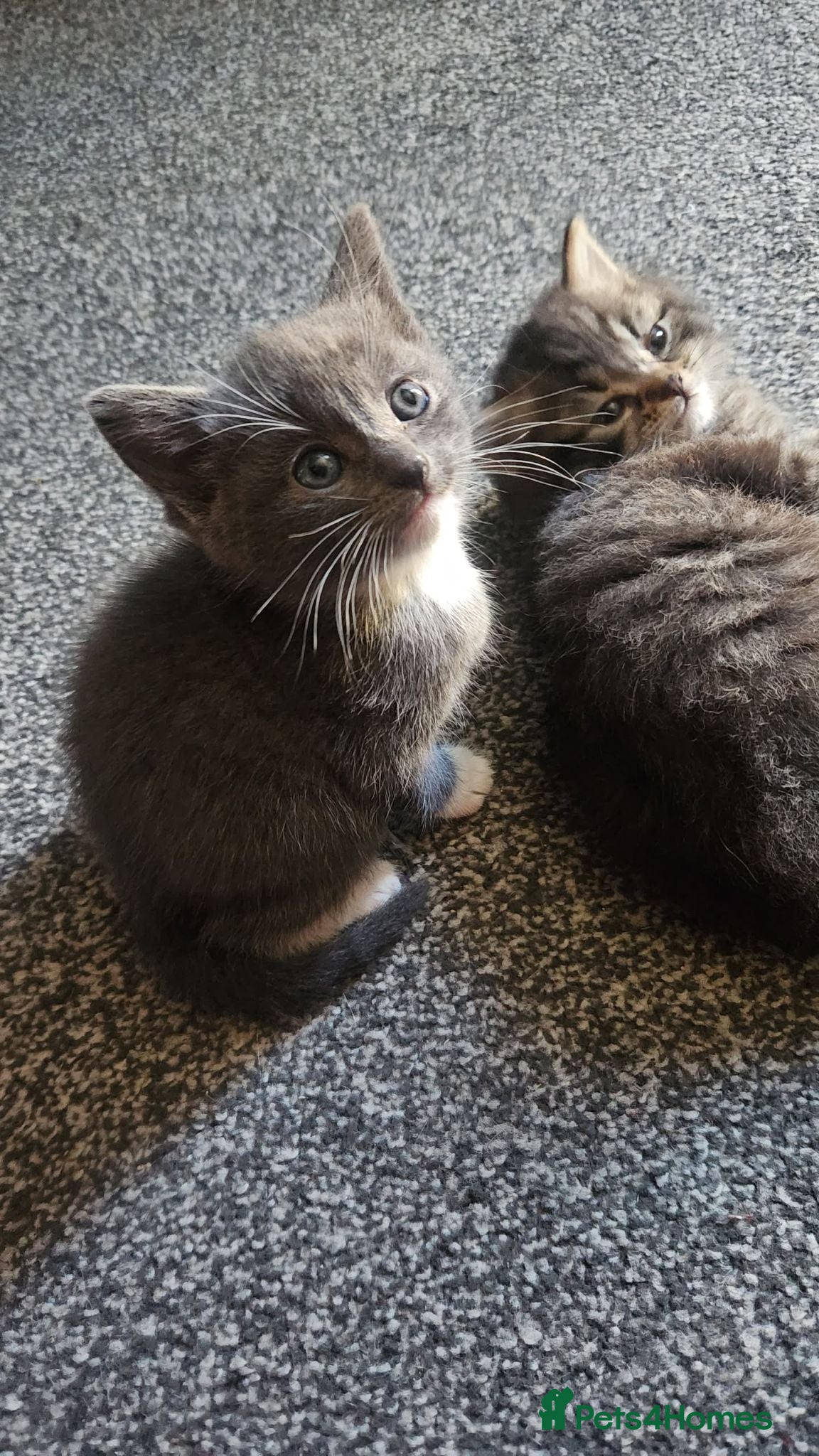 Mixed Breed cats 3 Gorgeous Kittens for Sale - Advert 4