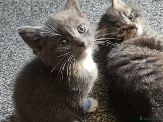 Mixed Breed cats 3 Gorgeous Kittens for Sale - Advert 4