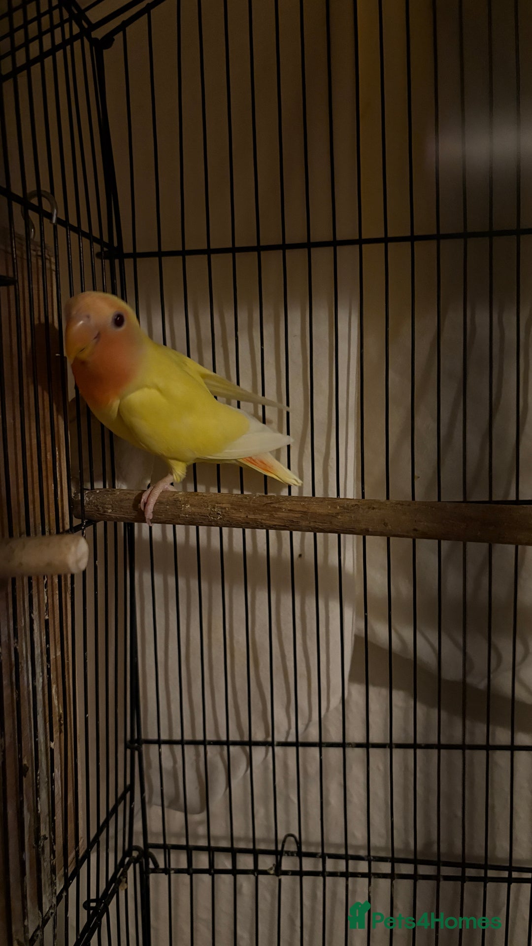 Lovebirds birds for sale: Baby love birds for sale  - Advert 4