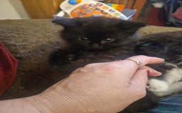British Shorthair cats for sale: Cute kittens for sale  - Image 5