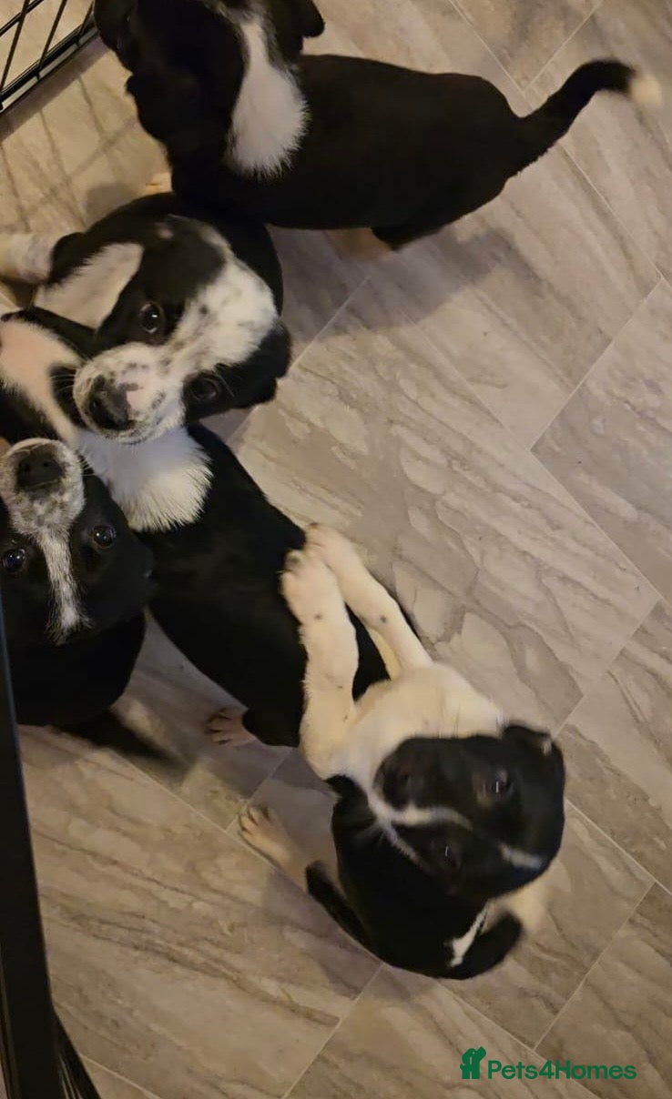 Border Collie dogs Border collie puppys - Advert 10