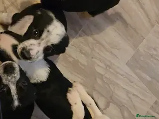 Border Collie dogs Border collie puppys - Advert 4