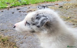 Border Collie dogs for sale: Border Collie Puppies - Image 6