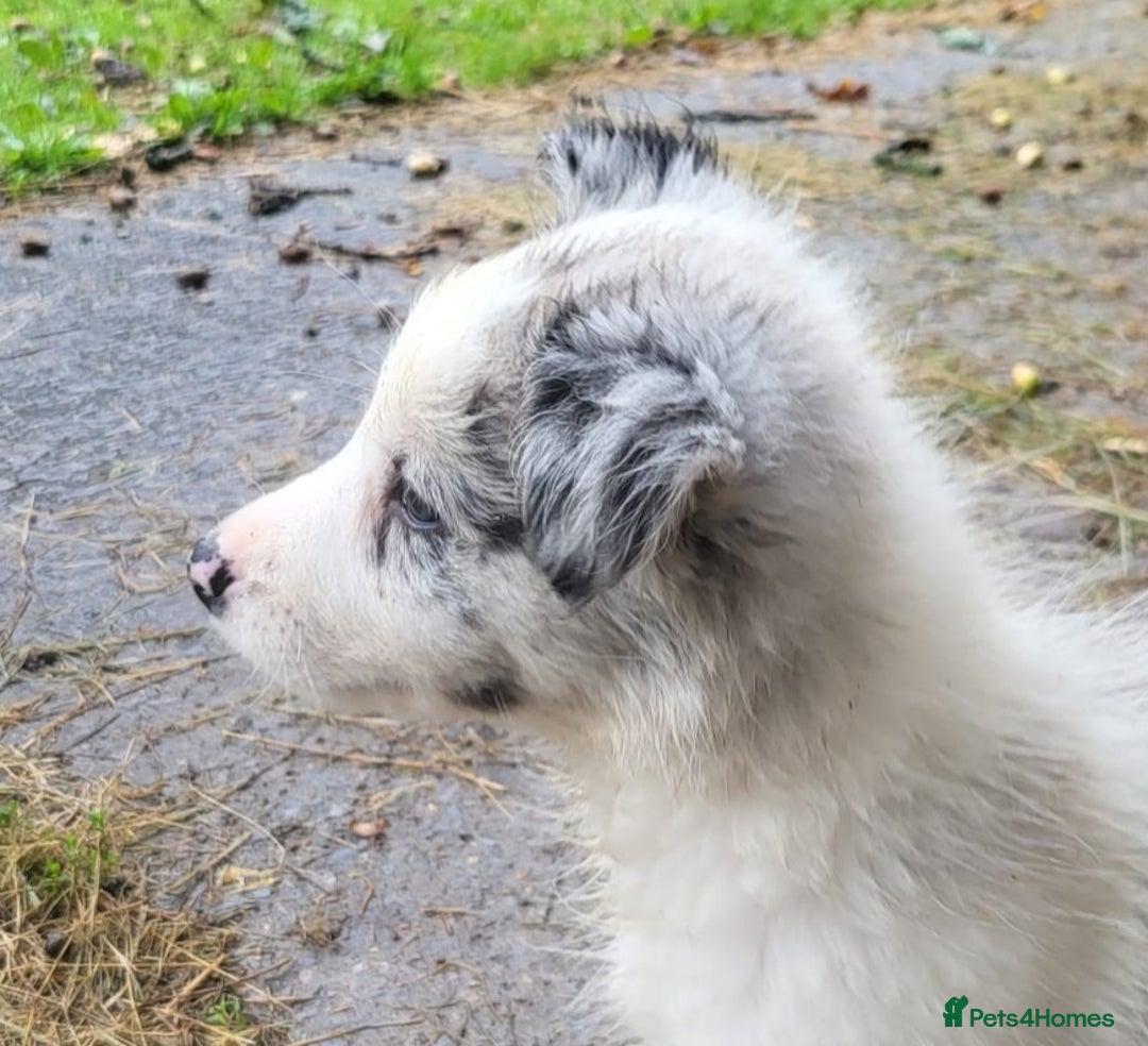 Border Collie dogs for sale: Border Collie Puppies - Image 6