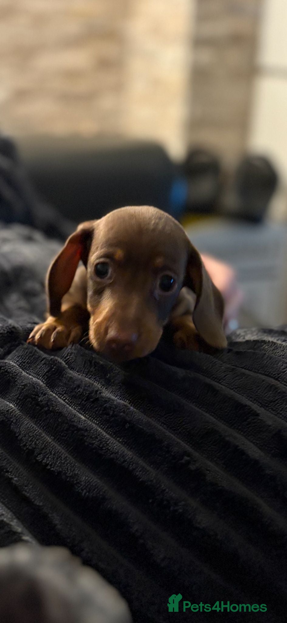 Miniature Dachshund dogs kc reg smooth haired miniature dachshund pups - Advert 10