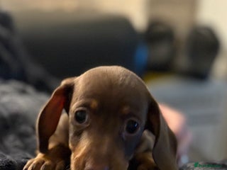 Miniature Dachshund dogs kc reg smooth haired miniature dachshund pups - Advert 10