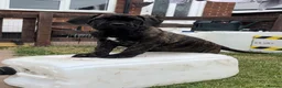 Cane Corso dogs for sale: Grand Champion Cane corso puppies - Advert 13