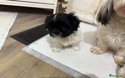 Shih Tzu dogs for sale: 3 beautiful shih tzus for sale  - Advert 8