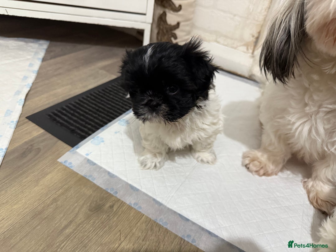 Shih Tzu dogs for sale: 3 beautiful shih tzus for sale  - Advert 8