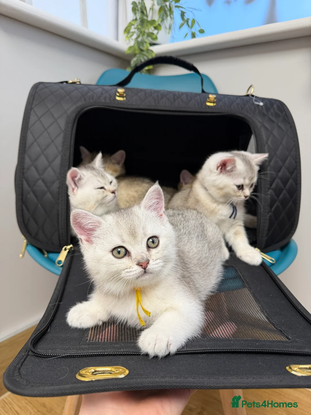 British Shorthair cats for sale: Cute & Playful Kittens for Sale – Vet Checked - Advert 2