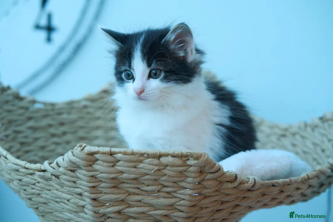 Ragdoll cats for sale: Adorable, Affectionate Part Ragdoll Kittens - Advert 1