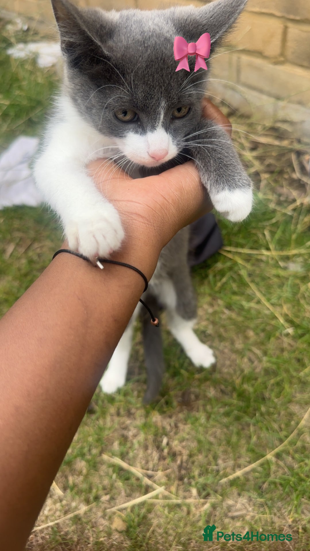 Mixed Breed cats for sale: Very cute babies  in Bedford - Image 7