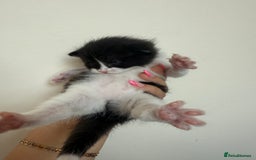 Scottish Fold cats for sale: ScottFord and British longhair  - Image 9