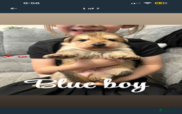 German Shepherd dogs for sale: 4 stunning full breed German Shepard puppies  - Image 3