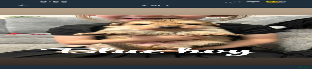 German Shepherd Puppy 3