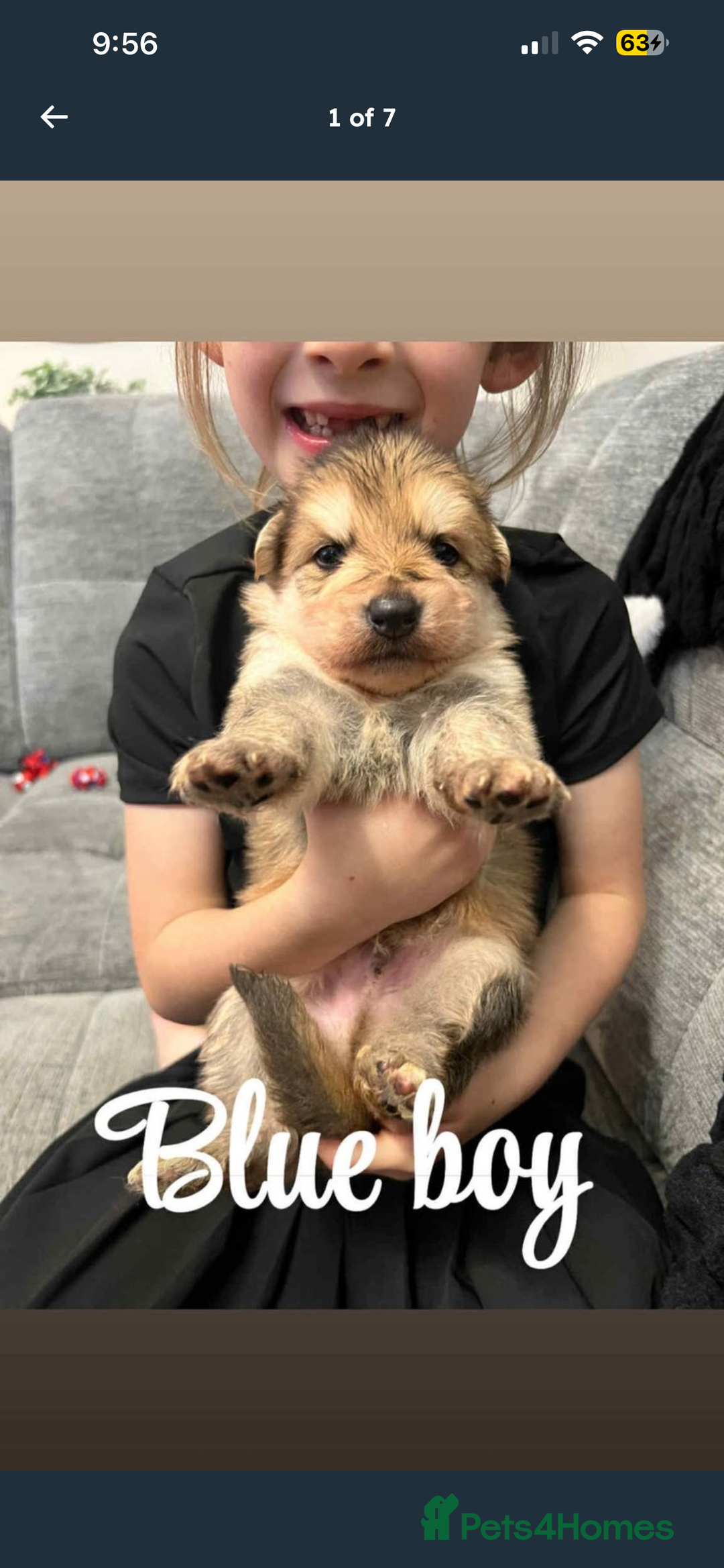 German Shepherd dogs for sale: 4 stunning full breed German Shepard puppies  - Image 3