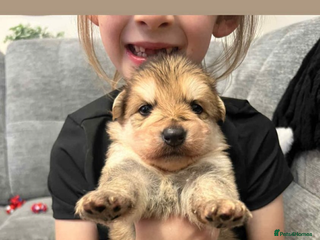 German Shepherd dogs - Advert 8